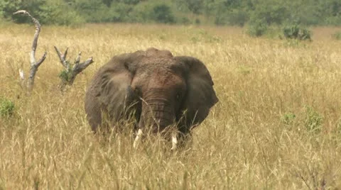 Elephant's head Stock Footage 22322799