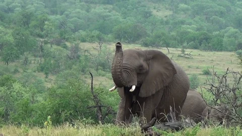 Elephants heard interaction. Stock Footage 71323928