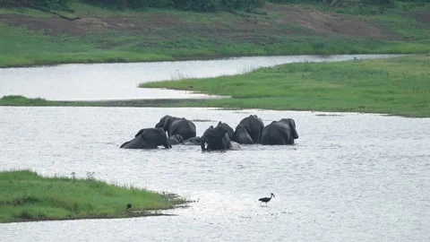Elephants herd, Chobe river swiming. Elephant in the water. Wildlife scene from  Stock Footage 324030191