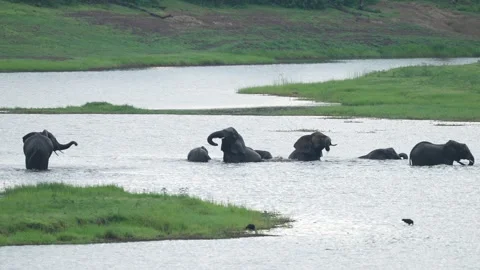 Elephants herd, Chobe river swiming. Elephant in the water. Wildlife scene from  Stock Footage 324030218