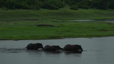 Elephants herd, Chobe river swiming. Elephant in the water. Wildlife scene from  Stock Footage 324054055