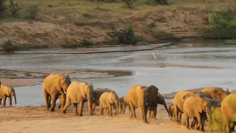 Elephants herd crossing a river. Stock Footage 11399698