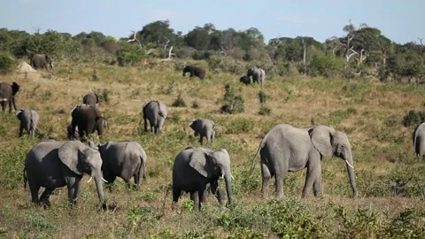 Elephants herd in open Botswana Video stock 140358747