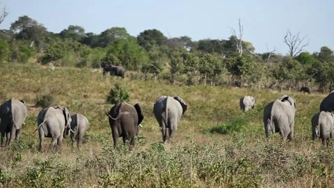 Elephants herd in open Botswana2 Video stock 140358755