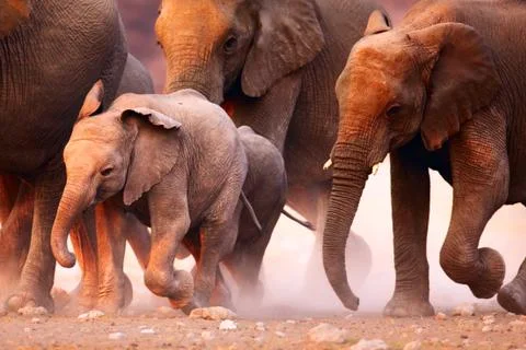 Elephants herd running Stock Photos