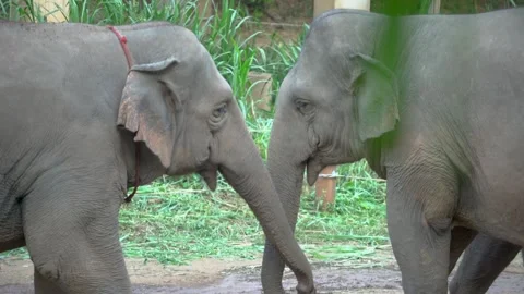 Elephants Holding Each Other Trunks forming a Heart Shape Stock Footage 290457132