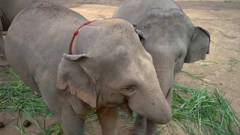 Elephants Holding Each Other Trunks from Above  動画素材 290457135