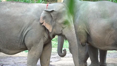 Elephants holding Trunks Stock Footage 300905174