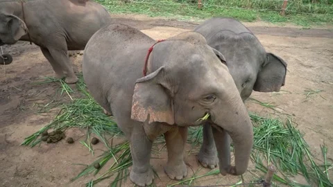 Elephants Hugging, Elephants touching trunks Stock Footage 300905383