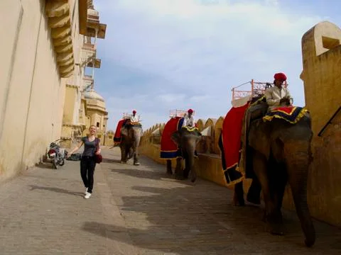 Elephants in india Stock Photos