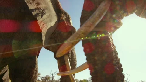 Elephants interacting in Okavango Delta during dawn hours Stock Footage 326048803