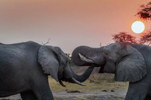 Elephants Interacting Stock Photos