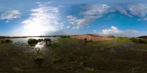 Elephants in its natural environment. Sri Lanka. 360 panorama VR. 5.7k video. Stock-Footage 204886743