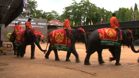 Elephants Join Tails Walking In Circle 스톡 동영상 991556