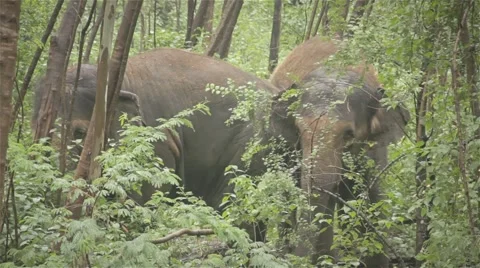 Elephants in jungle Stockbeeldmateriaal 45347513