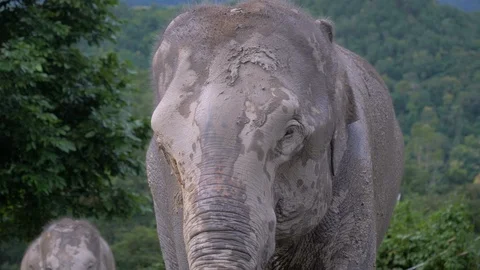 Elephants In Jungle Stock Footage 120546003