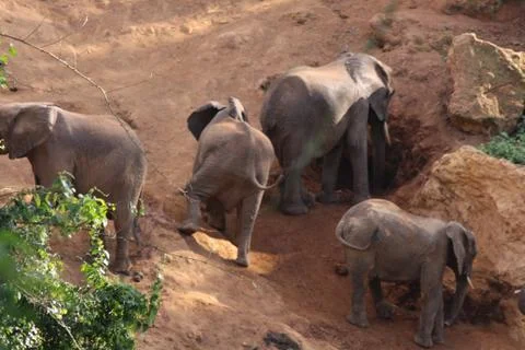 Elephants at the Karatu Elephant Caves Stock Photos