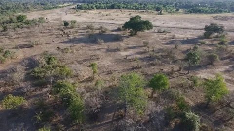 Elephants in Kavinga Stock Footage 67465307