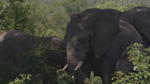 Elephants keeping cool Видео 25229595
