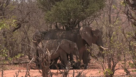 Elephants keeping cool under a tree - HD Video stock 84275153