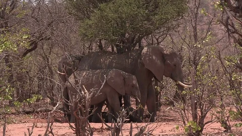 Elephants keeping cool under a tree - HD Stock Footage 84643704