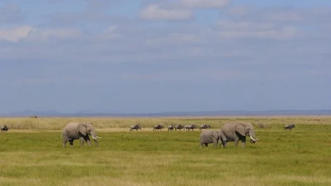 Elephants in Kenya Field With Wildebeest in Background Stock Footage 108569688