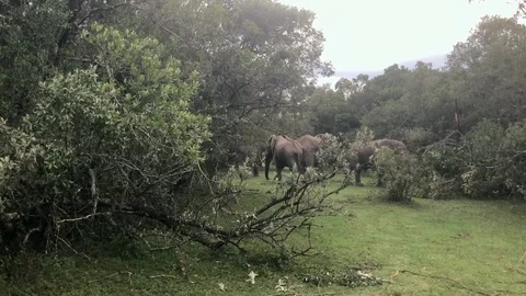 Elephants in Kenya Stock Footage 93958458