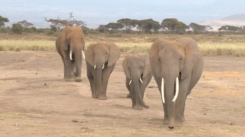 Elephants in Kenya Stock Footage 117461688