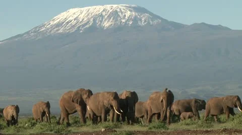 Elephants with kilimanjaro in the background Stock Footage