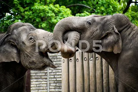 Elephants Kissing