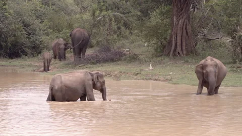 Elephants at the lake 1. Stock Footage 295210368