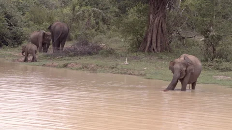 Elephants at the lake. Stock Footage 295212279