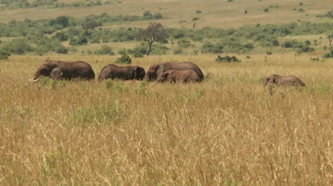 Elephants landscape Video stock 33696259