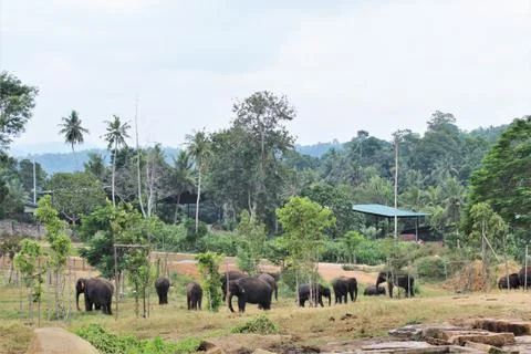 Elephants in lanka Stock Photos