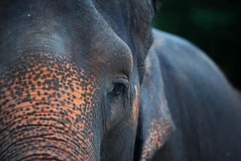 The elephants left eye colored  Stock Photos