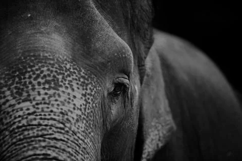 The elephants left eye  Stock Photos