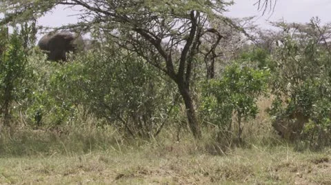 Elephants, lion in bush Stock Footage 12654920