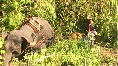 Elephants logging in Burma Stock Footage 1091073