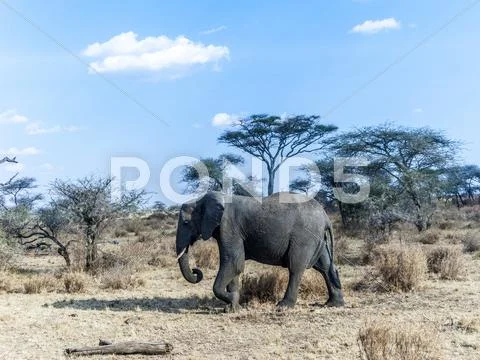 Elephants look for food at the trees in the serengeti Stock Photos