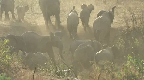 Elephants making dust in the wild Stock Footage 12378558