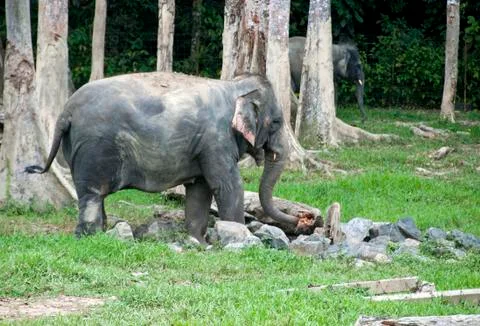 Elephants in malaysia Stock Photos