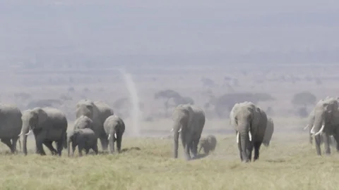 Elephants marching in Kenya. 스톡 동영상 91089901
