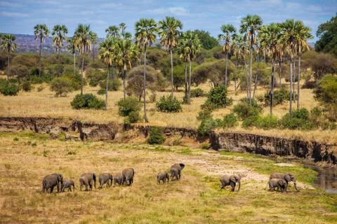 Elephants Marching Stock Photos
