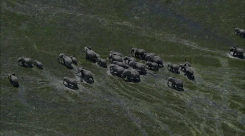 Elephants Marsh Migration Wildlife Marching Stock Footage 44671805