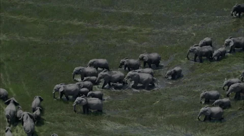 Elephants Marsh Migration Wildlife Marching Stock Footage 44671809