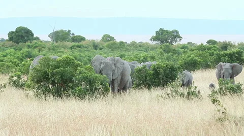 Elephants in Masai Mara Stock Footage 54334940