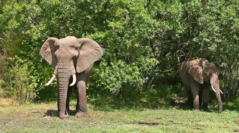 Elephants in Masai Mara Stock Footage 54343879