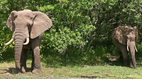 Elephants in Masai Mara Video stock 54343963