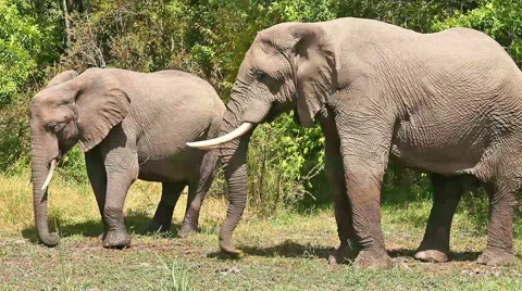 Elephants in Masai Mara Video stock 54344489