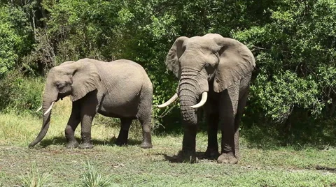 Elephants in Masai Mara Video stock 54344545